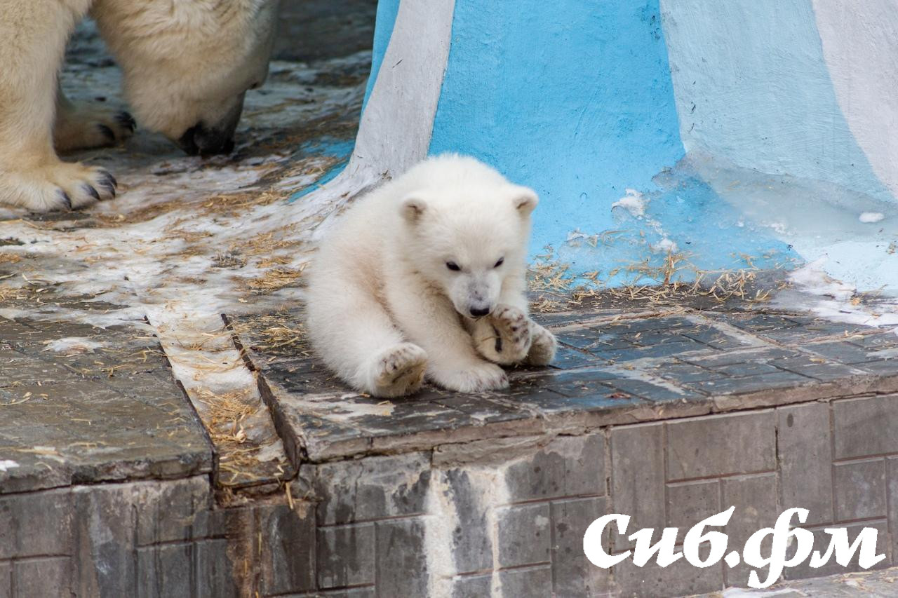 Фото Опубликованы 15 фото белых медвежат Герды из Новосибирского зоопарка 2